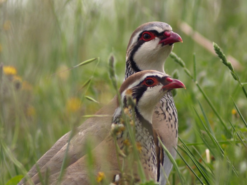 Pernice rossa  (Alectoris rufa)